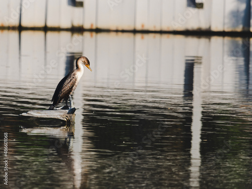 Anhinga On Water