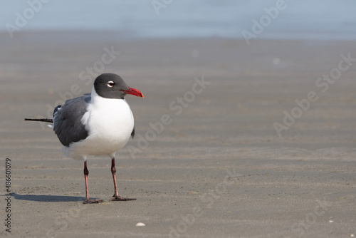 seagull on the beach