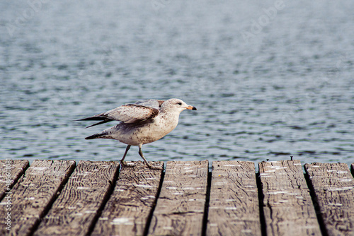 Ring-billed Gull