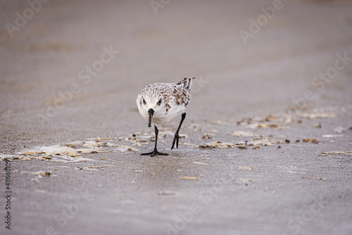 Sandpiper on Beach