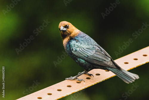 Brown Headed Cowbird