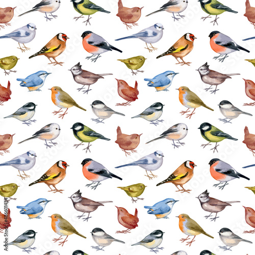Vector illustration of seamless pattern with forest birds