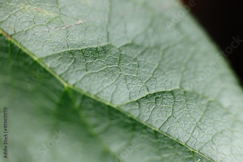 leaf macro