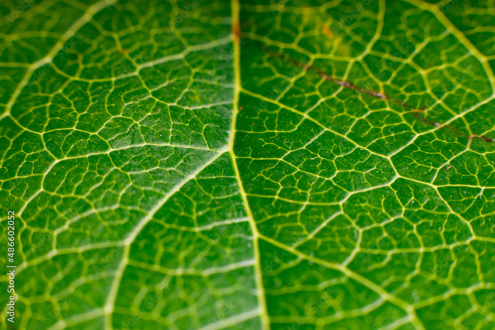 green leaf texture green leaf texture
