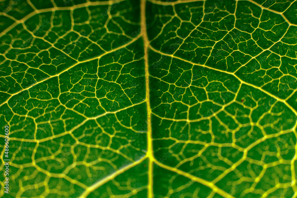 green leaf texture green leaf texture