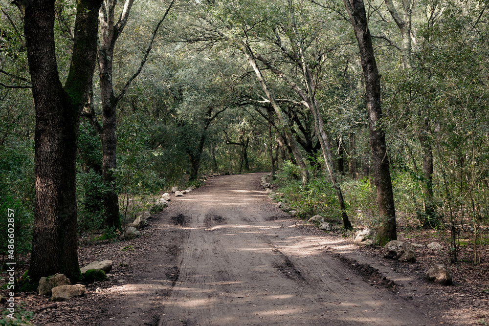 Forest path Forest path