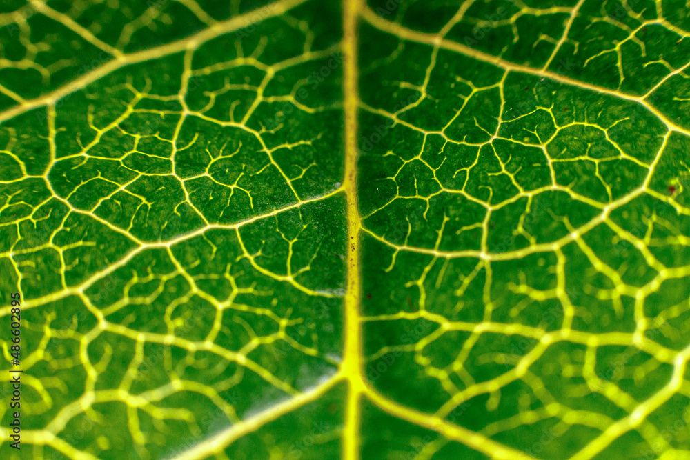 green leaf texture green leaf texture
