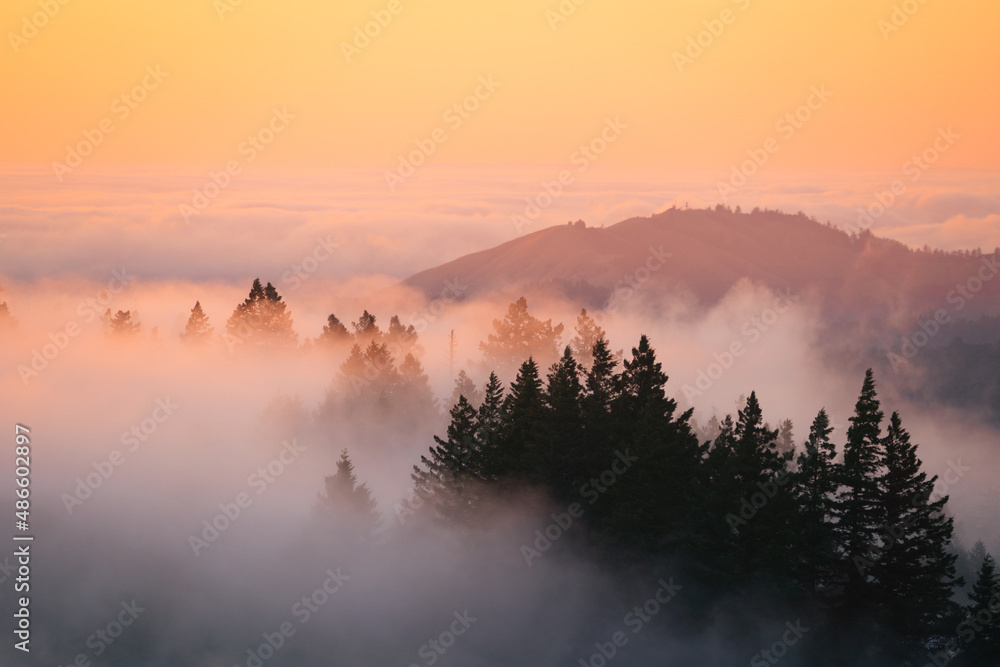 Foggy Trees at Sunset Foggy Trees at Sunset