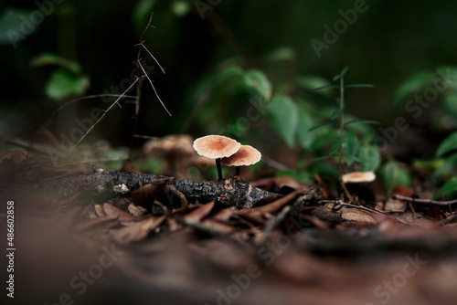 Wild fungus in humid forest photo