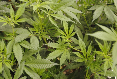Medical cannabis sativa-indica hybrid plant in very early first stages of flowering- close up of first white pistils stretching out