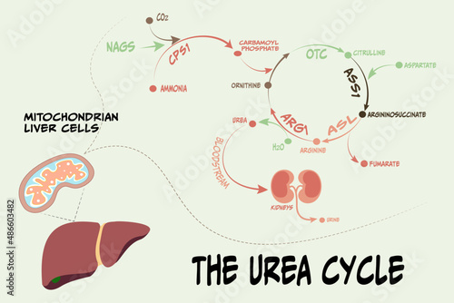 metabolic pathway the urea cycle