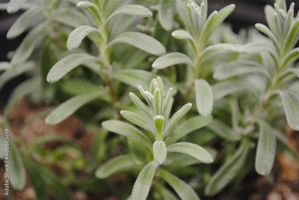 Lady lavender, English lavender seedling started from seed (proper name