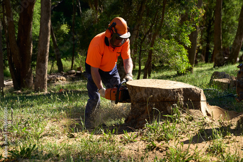 Chainsaw being used on large tree stump