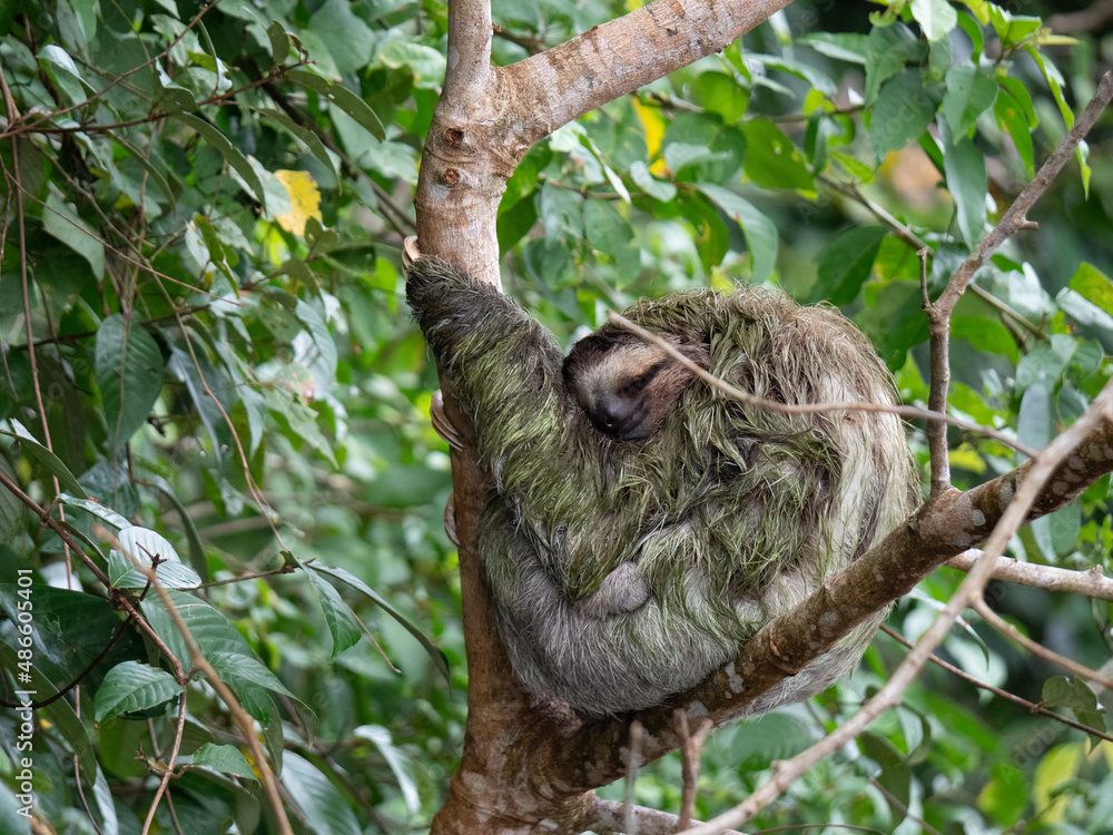 Fototapeta premium Sloth sleeping like usual