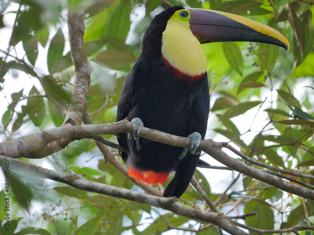 Fototapeta premium Toucan d'Amérique