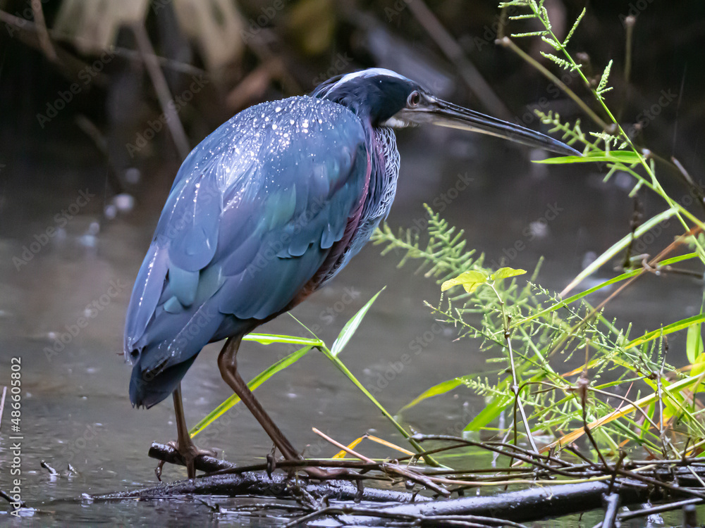 Fototapeta premium Heron Agami du Costa Rica