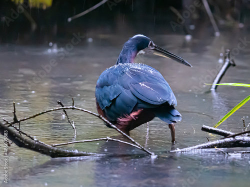 Heron Agami du Costa Rica photo