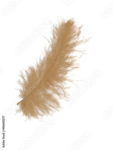 Colored feathers background - high resolution