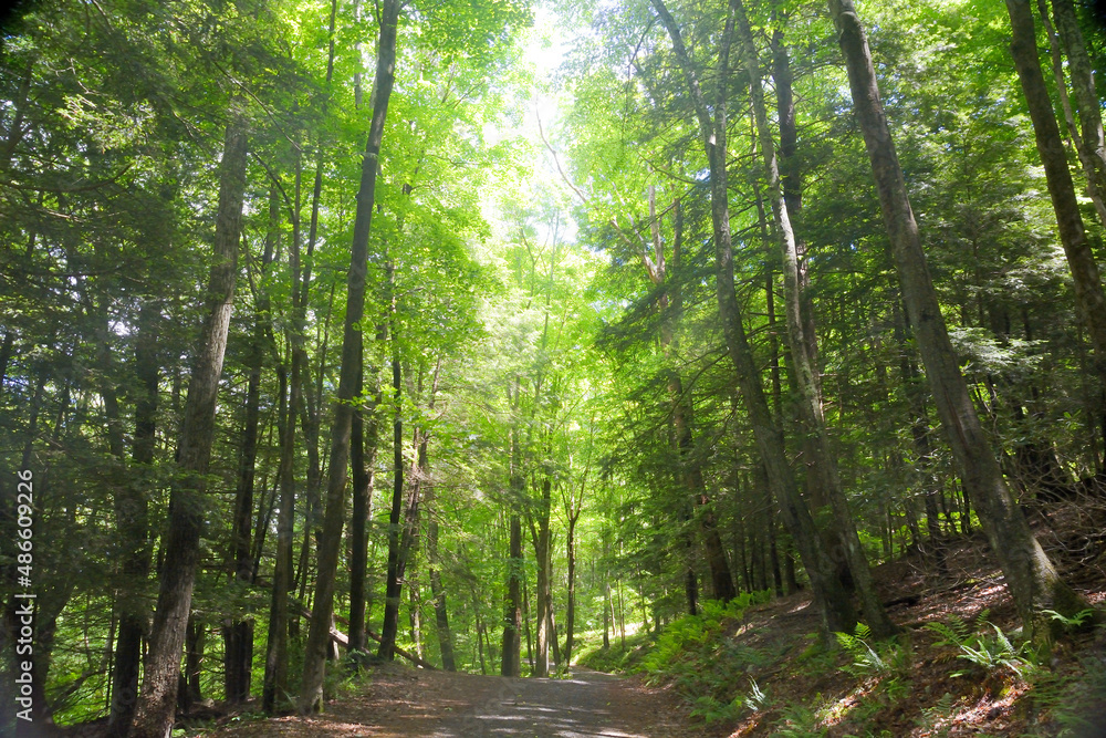 Obraz premium footpath in the woods