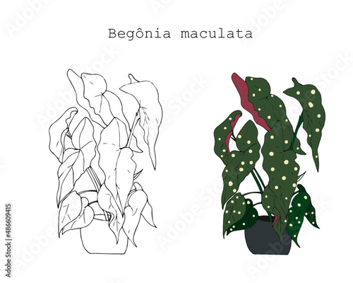 Planta begonia maculata minimalista e colorida