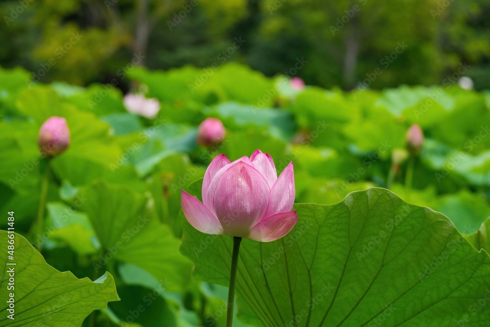 光を浴びて輝く満開のピンクのハスの花