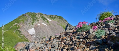 青空バックに見上げる満開のコマクサと夏山のパノラマ情景＠乗鞍岳、長野 photo