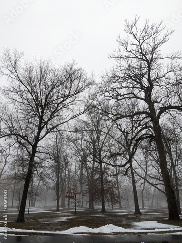 Winter misty park