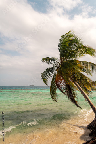 Palm Tree at Isla Perros, San Blas, Panama