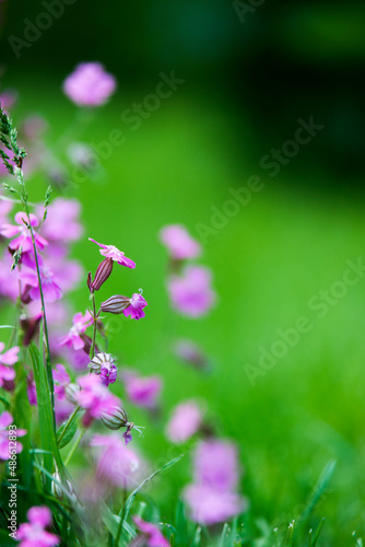 Wild flowers in the middle of the field with a lot of green grass bokeh