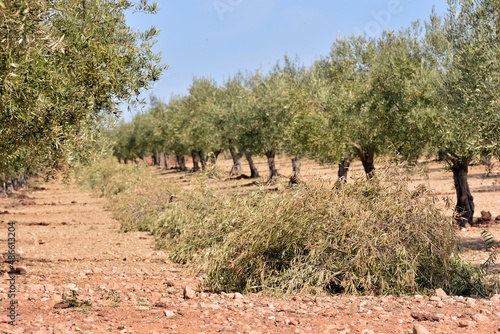 Trabajos de poda de un olivar andaluz en invierno