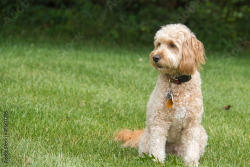 F1B mini goldendoodle female dog at the park