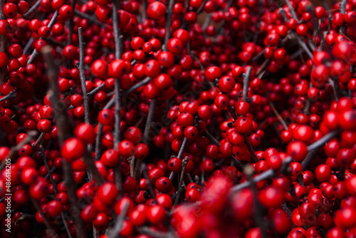 Fresh red winterberries photo