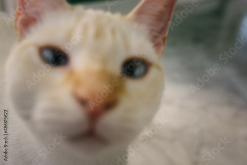 Blurry cat