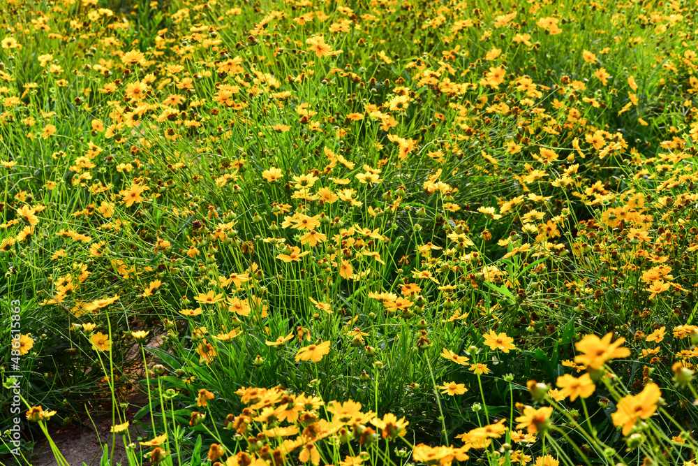 Obraz premium In spring, the park is full of yellow flowers. The Chinese name is Gesang flower, which is in northern China.