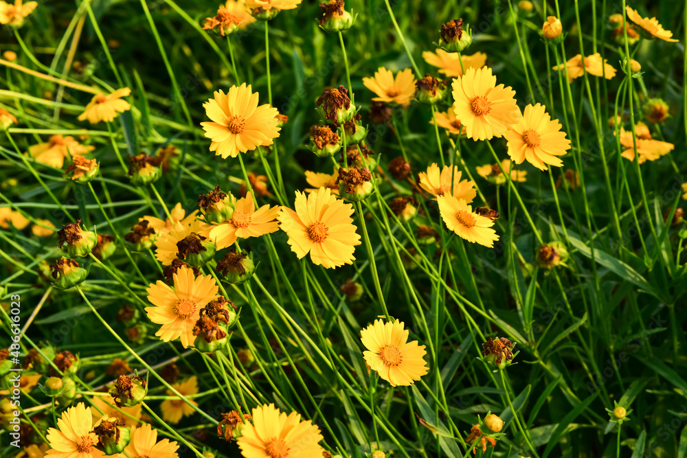 Fototapeta premium In spring, the park is full of yellow flowers. The Chinese name is Gesang flower, which is in northern China.