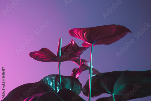 Red Anthurium photo