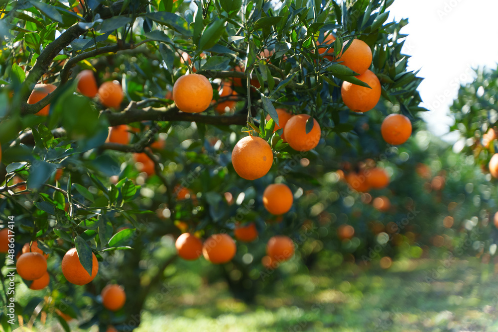 Oranges are full of branches Oranges are full of branches