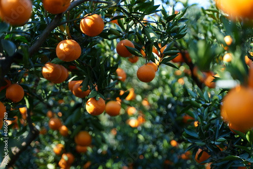 orange farm photo