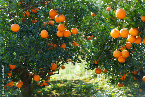 orange farm harvest photo