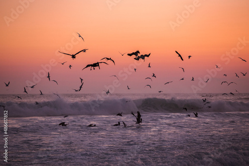Wallpaper Mural flock of seagulls fishing on the beach Torontodigital.ca