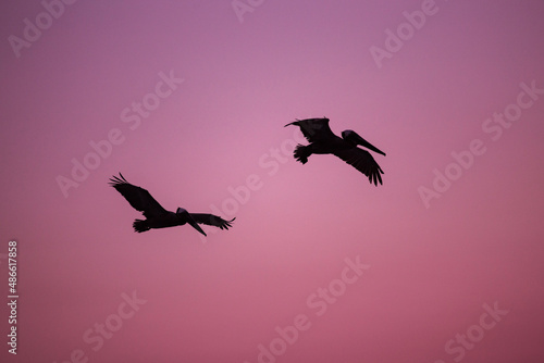 two pelican flying  photo