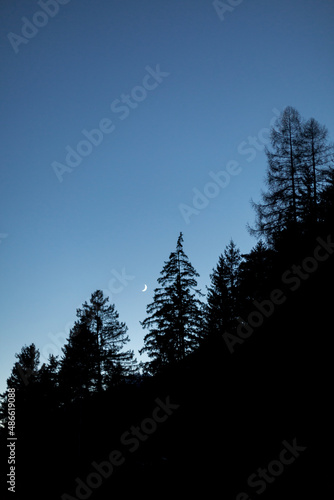 moon with trees at nocturne light