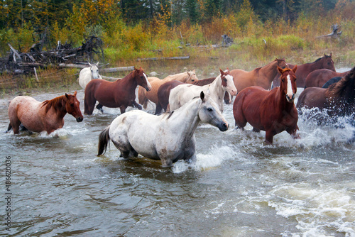 Wild Horses River Crossing