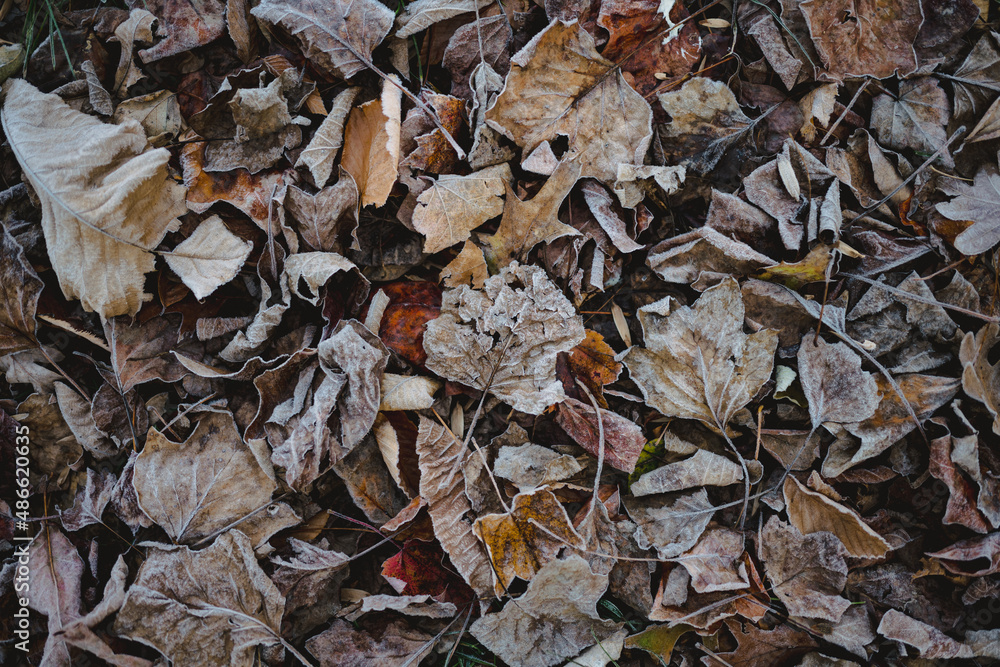 Frosty Leaf Background Frosty Leaf Background