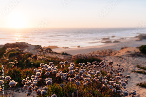Wild nature by the sea at sunset photo