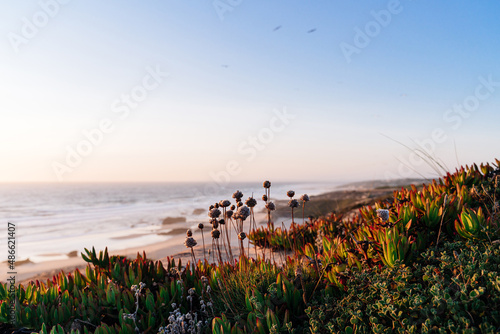 Wild nature by the sea at sunset