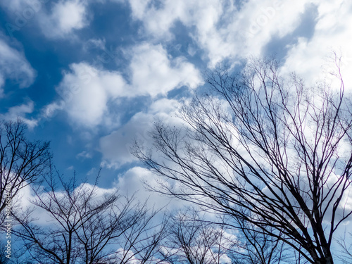 冬の枝木と青い空