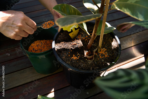 Gardener giving fertiliser to house plant