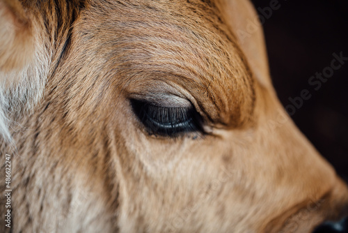 Cow's eye in zoom
