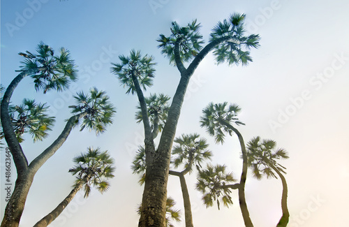 Focus stacked image of palm trees   high up to blue sky in background. Beautiful nature stock image  Indian natural scenic view.